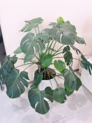 -1R日式轻奢美睫美甲翘睫