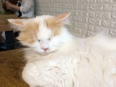 -平行世界·猫咖(首经贸店)