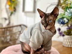 -共舞时光猫咖·狗咖(新街口店)