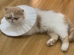 -滚猫咖啡·猫咖·猫友好撸猫(未来城店)
