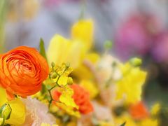 -Flower in(密渡桥店)