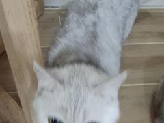 -李小姐の猫咖啡馆(五角场店)