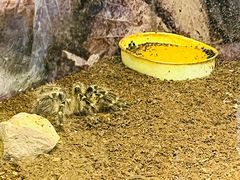 -上海大自然野生昆虫馆(东方明珠·爬宠昆虫探索中心)
