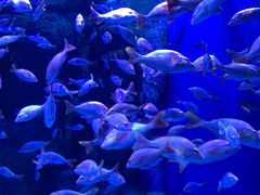 -成都浩海立方海洋公园