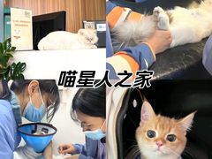 -御宝贝·A梦猫科宠物医院(国际猫友好医院)