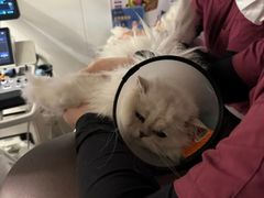 -艾贝尔宠物医院 ·中兽医·宠保定点(北门桥店)