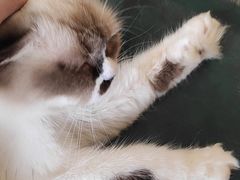 -喵喵咪呀布偶猫咖(春熙路店)