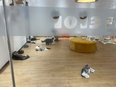 -1013 PET SHOP精品宠物商店(丁香店)