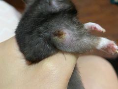 -北京观赏动物医院·24小时大型综合·猫专科·异宠专科