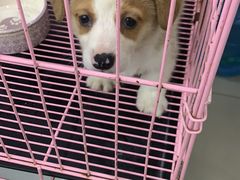 -汪小喵宠物·戴维斯乐芳希施宠馨宝皮毛调理洗护店