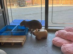 -FAIRYLAND龙族星球主题餐厅(凯丹广场店)