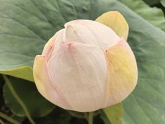 -库车王府