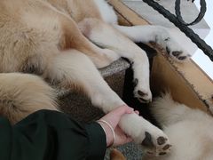 -喜柴咖啡·柴犬狗咖