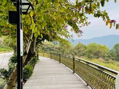 -雁南飞茶田景区