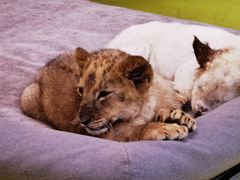 -北京野生动物园