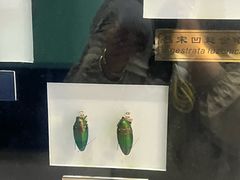 -上海昆虫博物馆