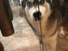 -more than meow吴止猫主题餐厅(承德 中船汇店)