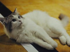 -more than meow吴止猫主题餐厅(承德 中船汇店)