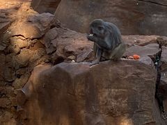-昆明动物园