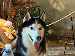 -J Create城市露营咖啡·简餐·宠物(上海动物园店)