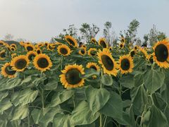 -瑶湖郊野森林公园