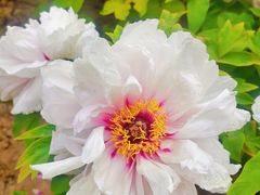 -咸阳湖景区-古渡公园