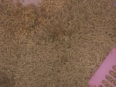 -瑞派动物医院·猫专科·至诚(江南中分院)
