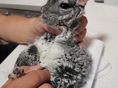 -瑞派·关忠动物医院·异宠专科·犬猫肿瘤·皮肤专科(望京店)