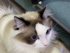 -关爱动物医院·心脏·中兽医·异宠(金牛路分院)