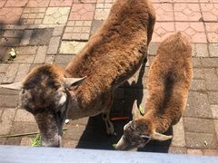 -长白岛森林公园