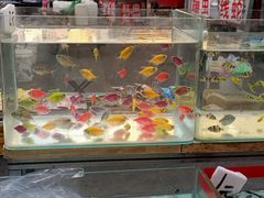 -哈尔滨道外花鸟鱼市场