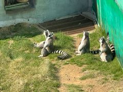 -西霞口神雕山野生动物世界