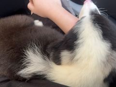 -瑞派康怡24h宠物医院·犬猫医疗中心·微创绝育(瑞景分院)