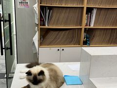 -东莞宠友24H宠物中心医院·转诊夜诊·异宠(新河北路院)