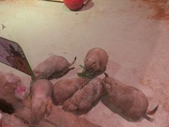 -正佳雨林生态植物园