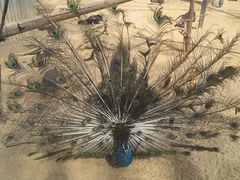 -石家庄市动物园