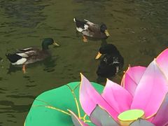 -豫园湖心亭茶楼