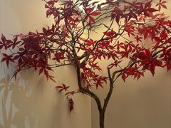 -有茶空间(万科金色半山店)