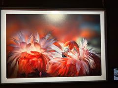 -罗红摄影艺术馆