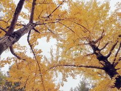 -重庆市江北嘴中央商务区中央公园