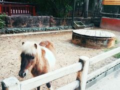 -清迈夜间动物园