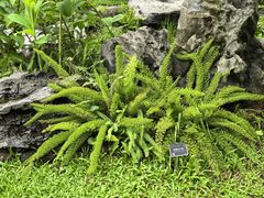 -东莞植物园