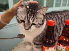 -安格丽娜·狗咖·猫咖羊驼咖(春熙路百盛商场店)