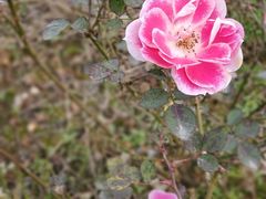 -桤木河湿地公园