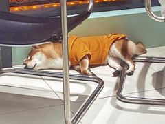 -怪兽屋·羊驼·猫咖·狗咖(俊华广场店)