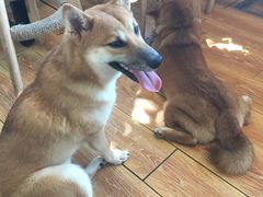 -柴犬高等学院·狗咖·柴犬售卖·宠物训练