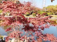 -石家庄市植物园