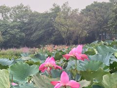 -西溪国家湿地公园