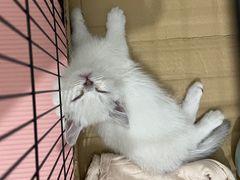 -宠颐生宠物医院外科·内科·皮肤科·影像科(石龙店)