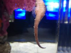 -暹罗海洋世界